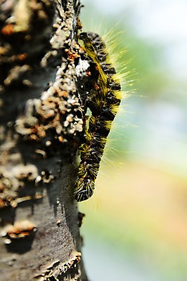 포토 JPG 주간 나무 동물 곤충 자연 근접촬영 사람없음 야외 아웃포커스 애벌레 송충이 국내포토 자연요소 식물 뷰포인트 촬영기법 벌레 생태계 파일형식