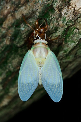 포토 JPG 나무 동물 한마리 곤충 자연 근접촬영 사람없음 야외 아웃포커스 매미 탈피 국내포토 식물 1 뷰포인트 촬영기법 생태계 파일형식