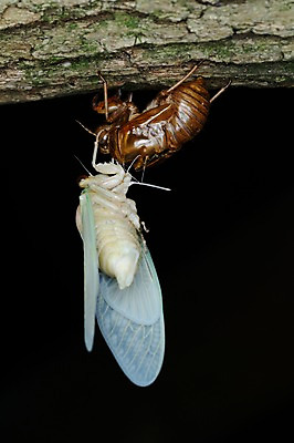 포토 JPG 나무 동물 한마리 곤충 자연 근접촬영 사람없음 야외 매미 탈피 국내포토 식물 1 뷰포인트 생태계 파일형식