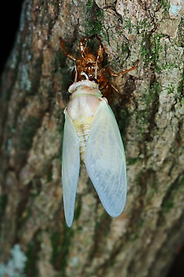 포토 JPG 나무 동물 한마리 곤충 자연 근접촬영 사람없음 야외 아웃포커스 매미 탈피 국내포토 식물 1 뷰포인트 촬영기법 생태계 파일형식
