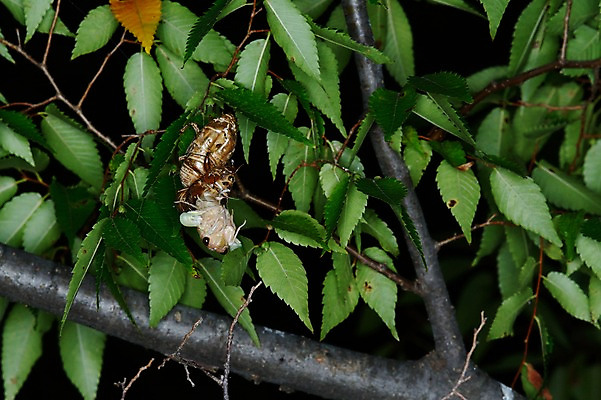 포토 JPG 나무 동물 곤충 자연 나뭇잎 사람없음 나뭇가지 애벌레 국내포토 식물 잎 벌레 생태계 파일형식