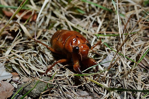 포토 JPG 동물 한마리 곤충 자연 사람없음 아웃포커스 볏짚 국내포토 1 촬영기법 짚 생태계 파일형식