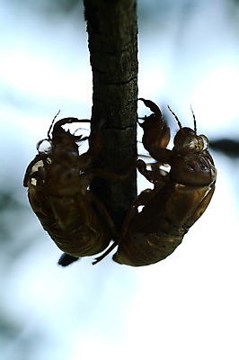 포토 JPG 동물 실루엣 곤충 두마리 자연 사람없음 아웃포커스 국내포토 2 촬영기법 생태계 파일형식