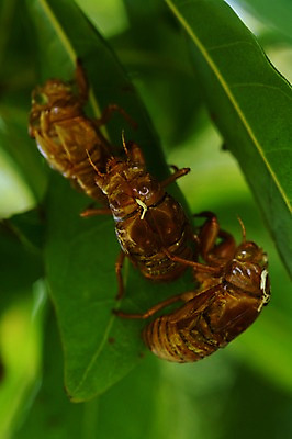 포토 JPG 동물 곤충 잎 자연 나뭇잎 세마리 근접촬영 사람없음 아웃포커스 국내포토 식물 뷰포인트 촬영기법 3 생태계 파일형식