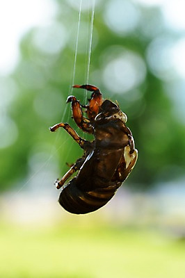 포토 JPG 동물 한마리 곤충 자연 사람없음 아웃포커스 거미줄 국내포토 1 촬영기법 생태계 파일형식