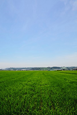 포토 JPG 주간 구름 자연 하늘 주택 논 풍경 초원 사람없음 야외 농경지 일본 농촌 국내포토 자연요소 아시아 농업 건물 농장 시골 생태계 파일형식
