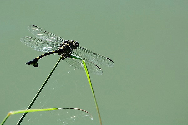 포토 JPG 주간 동물 한마리 곤충 자연 사람없음 야외 풀잎 잠자리 거미줄 국내포토 자연요소 1 잎 풀_식물 생태계 파일형식