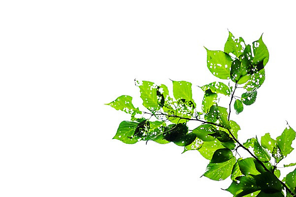 포토 JPG 나무 식물 자연 나뭇잎 누끼 사람없음 초록색 나뭇가지 벌레먹은 국내포토 컬러 잎 생태계 파일형식