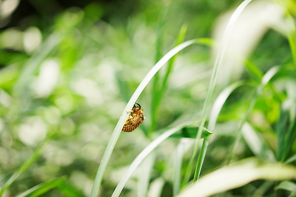 포토 JPG 주간 동물 한마리 곤충 자연 사람없음 야외 아웃포커스 풀잎 국내포토 자연요소 1 잎 촬영기법 풀_식물 생태계 파일형식