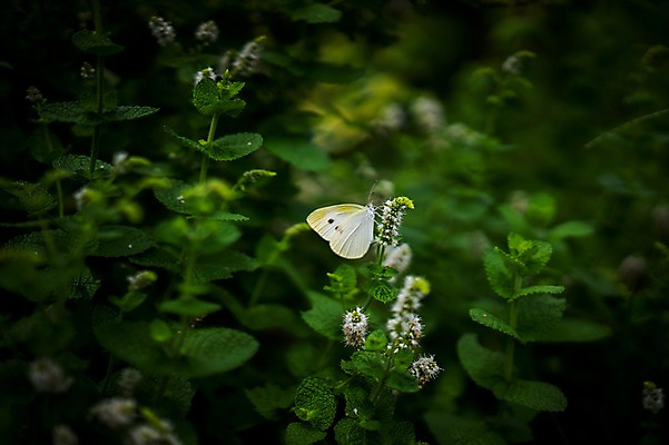 포토 JPG 식물 동물 한마리 꽃 나비 곤충 잎 자연 사람없음 야외 아웃포커스 국내포토 1 촬영기법 생태계 파일형식