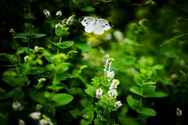 포토 JPG 식물 동물 한마리 꽃 나비 곤충 잎 자연 사람없음 야외 아웃포커스 국내포토 1 촬영기법 생태계 파일형식