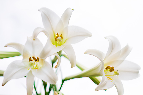 포토 JPG 식물 꽃 자연 사람없음 아웃포커스 흰색 백합 세송이 국내포토 컬러 촬영기법 3 생태계 파일형식