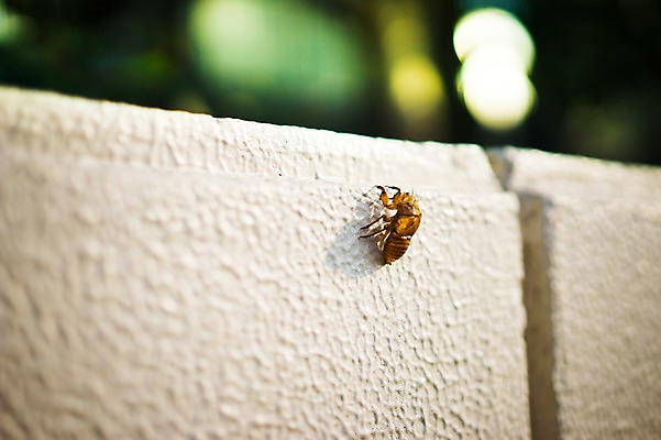 포토 JPG 주간 동물 한마리 곤충 자연 사람없음 야외 아웃포커스 담장 국내포토 자연요소 1 촬영기법 생태계 파일형식