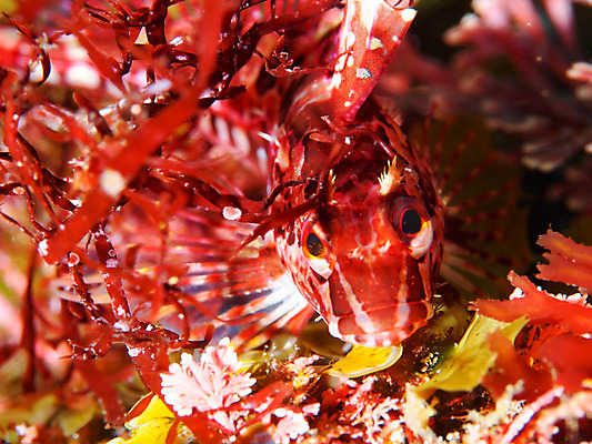 포토 JPG 동물 한마리 바다 자연 어류 근접촬영 사람없음 아웃포커스 바닷속 수중 수중동물 보호색 수중사진 국내포토 1 뷰포인트 컬러 촬영기법 생태계 파일형식