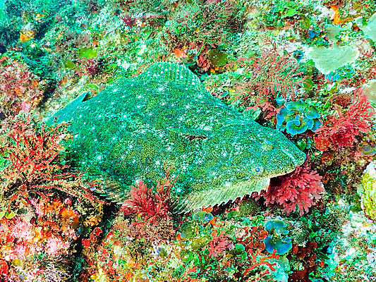 포토 JPG 동물 한마리 바다 자연 어류 사람없음 바닷속 수중 수중동물 넙치 수중사진 국내포토 1 생태계 파일형식