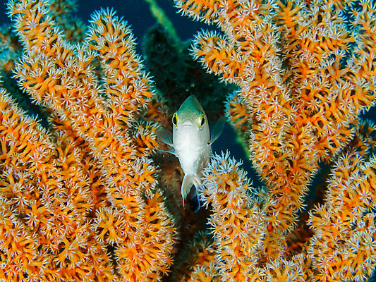 포토 JPG 동물 한마리 바다 자연 어류 근접촬영 사람없음 바닷속 수중 수중동물 산호 수중사진 국내포토 1 뷰포인트 자포동물 생태계 파일형식