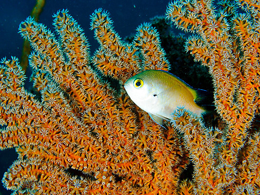 포토 JPG 동물 한마리 바다 자연 어류 근접촬영 사람없음 바닷속 수중 수중동물 산호 수중사진 국내포토 1 뷰포인트 자포동물 생태계 파일형식