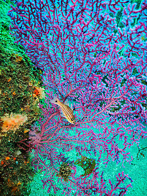 포토 JPG 동물 바다 자연 어류 사람없음 바닷속 수중 수중동물 산호 수중사진 국내포토 자포동물 생태계 파일형식