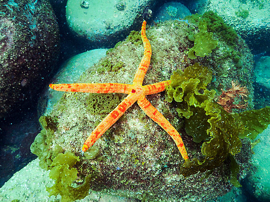 포토 JPG 동물 한마리 바다 자연 불가사리 사람없음 바닷속 수중 수중동물 돌_바위 수중사진 국내포토 1 극피동물 생태계 파일형식