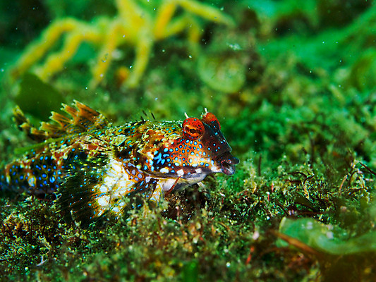 포토 JPG 동물 한마리 바다 자연 어류 사람없음 아웃포커스 바닷속 수중 수중동물 수중사진 국내포토 1 촬영기법 생태계 파일형식