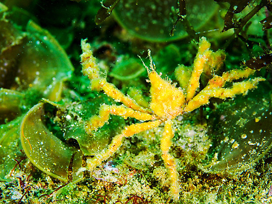 포토 JPG 동물 한마리 바다 자연 근접촬영 사람없음 아웃포커스 바닷속 수중 수중동물 수중사진 국내포토 1 뷰포인트 촬영기법 생태계 파일형식