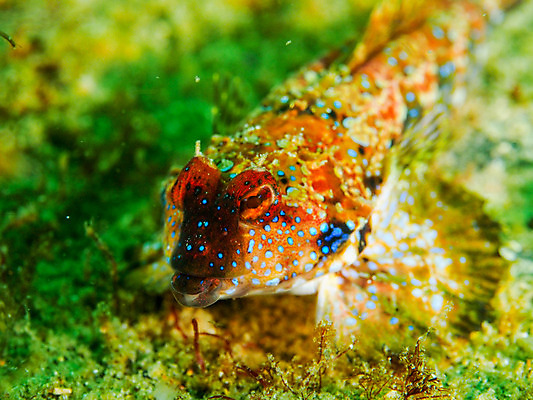 포토 JPG 동물 한마리 바다 자연 어류 근접촬영 사람없음 아웃포커스 바닷속 수중 수중동물 수중사진 국내포토 1 뷰포인트 촬영기법 생태계 파일형식