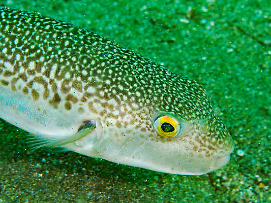 포토 JPG 동물 한마리 바다 자연 어류 근접촬영 사람없음 바닷속 수중 수중동물 수중사진 국내포토 1 뷰포인트 생태계 파일형식