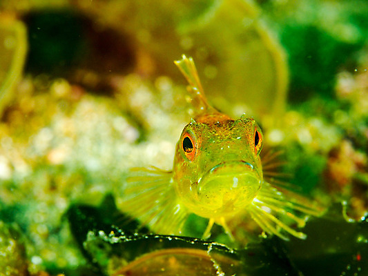 포토 JPG 동물 한마리 바다 자연 어류 근접촬영 사람없음 아웃포커스 바닷속 수중 수중동물 수중사진 국내포토 1 뷰포인트 촬영기법 생태계 파일형식