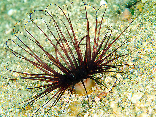 포토 JPG 동물 한마리 모래 바다 자연 근접촬영 사람없음 바닷속 수중 수중동물 촉수 수중사진 국내포토 1 뷰포인트 생태계 파일형식