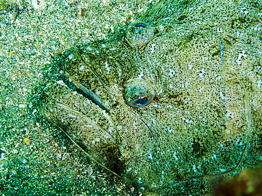 포토 JPG 동물 한마리 모래 바다 자연 어류 근접촬영 사람없음 바닷속 수중 수중동물 수중사진 국내포토 1 뷰포인트 생태계 파일형식