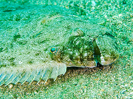 포토 JPG 동물 한마리 모래 바다 자연 어류 사람없음 바닷속 수중 수중동물 수중사진 국내포토 1 생태계 파일형식