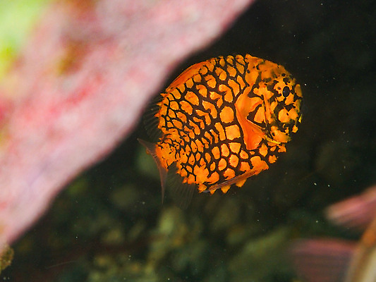 포토 JPG 동물 한마리 바다 자연 어류 근접촬영 사람없음 아웃포커스 바닷속 수중 수중동물 열대어 수중사진 국내포토 1 뷰포인트 촬영기법 생태계 파일형식