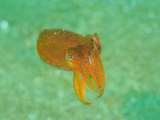포토 JPG 동물 한마리 바다 자연 사람없음 바닷속 수중 수중동물 오징어 갑오징어 수중사진 국내포토 1 연체동물 생태계 파일형식