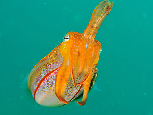 포토 JPG 동물 한마리 바다 자연 근접촬영 사람없음 바닷속 수중 수중동물 오징어 갑오징어 수중사진 국내포토 1 뷰포인트 연체동물 생태계 파일형식