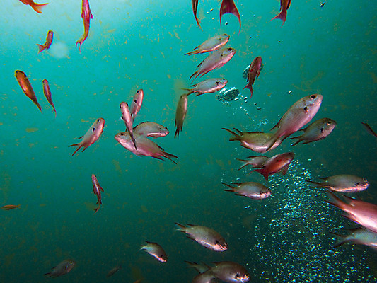 포토 JPG 동물 바다 백그라운드 여러마리 자연 어류 사람없음 야외 바닷속 수중 수중동물 물방울 수중사진 국내포토 다수 생태계 파일형식