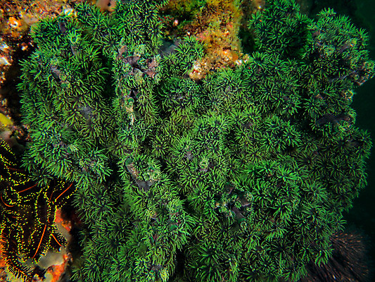 포토 JPG 동물 바다 백그라운드 자연 사람없음 야외 초록색 바닷속 수중 수중동물 산호 수중사진 국내포토 컬러 자포동물 생태계 파일형식
