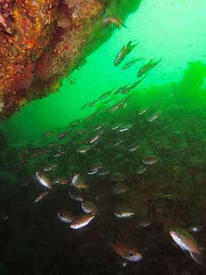 포토 JPG 동물 바다 여러마리 자연 어류 사람없음 야외 바닷속 수중 수중동물 수중사진 국내포토 다수 생태계 파일형식