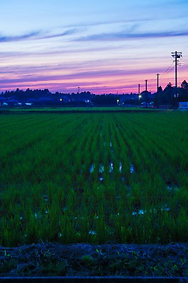 포토 JPG 주간 구름 자연현상 자연 하늘 주택 풍경 초원 사람없음 야외 농경지 노을 일본 일몰 농촌 전봇대 국내포토 자연요소 공공시설 아시아 건물 농장 시골 생태계 파일형식
