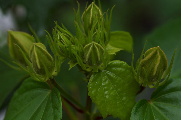 포토 JPG 식물 꽃 잎 자연 근접촬영 사람없음 야외 아웃포커스 초록색 국내포토 뷰포인트 컬러 촬영기법 생태계 파일형식