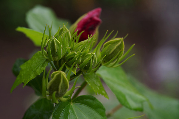포토 JPG 식물 꽃 잎 자연 근접촬영 사람없음 야외 아웃포커스 국내포토 뷰포인트 촬영기법 생태계 파일형식