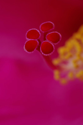 포토 JPG 식물 꽃 분홍색 백그라운드 한송이 자연 근접촬영 사람없음 야외 아웃포커스 꽃술_꽃 솜털 국내포토 1 뷰포인트 컬러 촬영기법 생태계 송이 파일형식