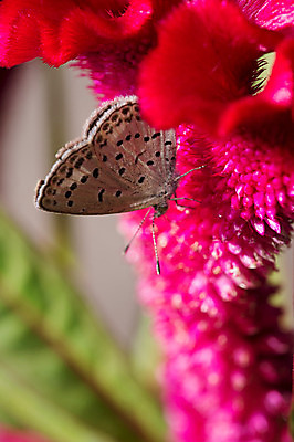 포토 JPG 식물 동물 한마리 꽃 나비 곤충 자연 근접촬영 사람없음 야외 아웃포커스 빨간색 국내포토 1 뷰포인트 컬러 촬영기법 생태계 파일형식
