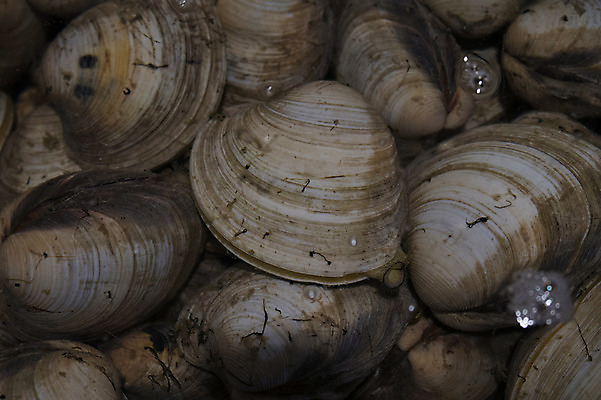 포토 JPG 음식 백그라운드 식재료 조개 근접촬영 사람없음 물 해산물 국내포토 자연요소 뷰포인트 어패류 파일형식