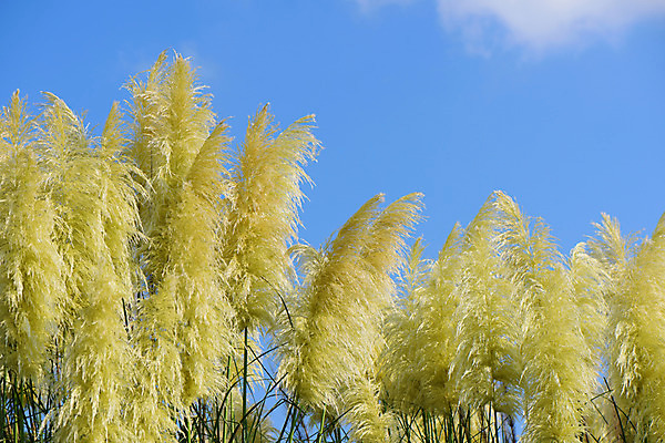 포토 JPG 주간 식물 자연 하늘 풍경 사람없음 야외 일본 풀 국내포토 자연요소 아시아 생태계 파일형식