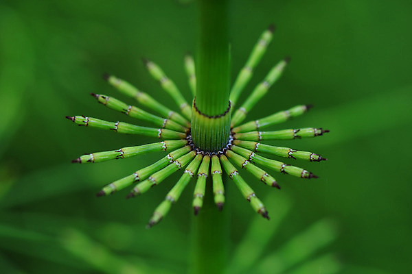 포토 JPG 식물 꽃 줄기 자연 근접촬영 사람없음 야외 아웃포커스 초록색 국내포토 뷰포인트 컬러 촬영기법 생태계 파일형식