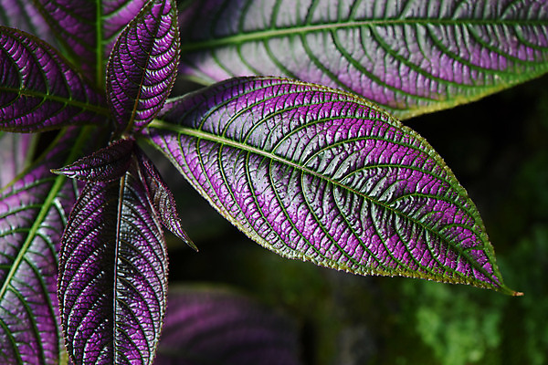 포토 JPG 식물 백그라운드 잎 자연 근접촬영 사람없음 야외 아웃포커스 보라색 잎맥 국내포토 뷰포인트 컬러 촬영기법 생태계 파일형식