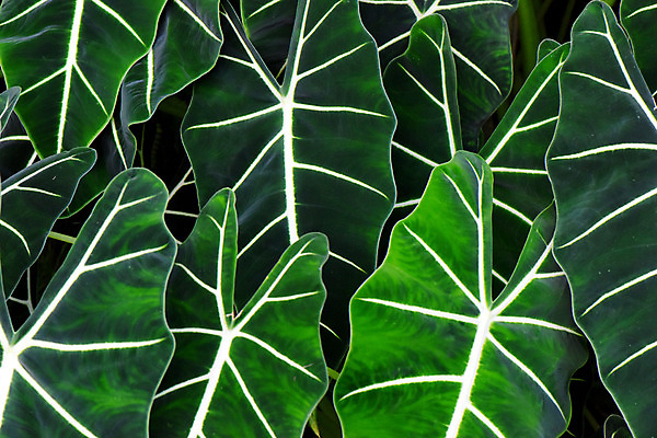 포토 JPG 식물 백그라운드 잎 자연 나뭇잎 사람없음 야외 초록색 잎맥 국내포토 컬러 생태계 파일형식