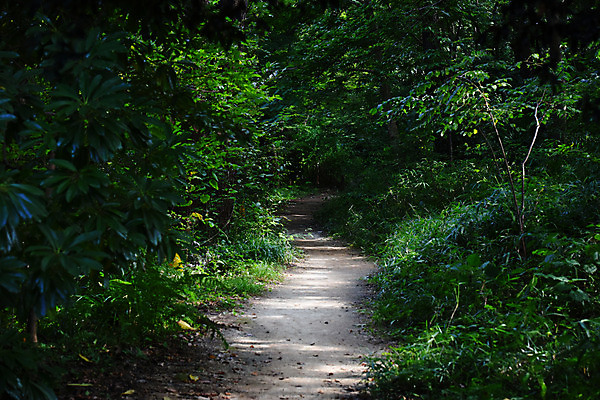 포토 JPG 주간 나무 식물 자연 풍경 사람없음 야외 초록색 일본 숲 숲길 국내포토 자연요소 아시아 길 컬러 생태계 파일형식