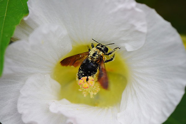 포토 JPG 식물 한마리 꽃 곤충 한송이 자연 근접촬영 사람없음 야외 아웃포커스 흰색 꽃술_꽃 벌 국내포토 동물 1 뷰포인트 컬러 촬영기법 생태계 송이 파일형식