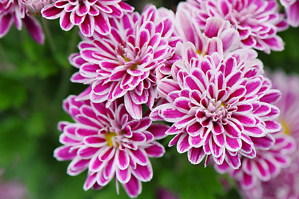 포토 JPG 식물 꽃 여러송이 자연 근접촬영 사람없음 야외 아웃포커스 자주색 국내포토 뷰포인트 컬러 다수 촬영기법 생태계 파일형식